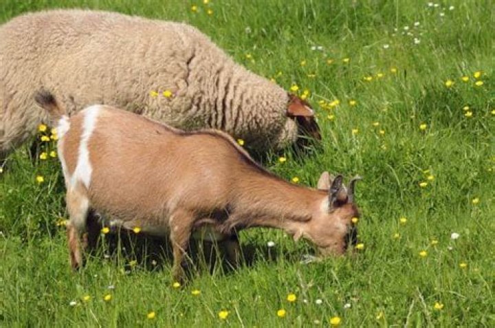 Do sheep eat buttercups