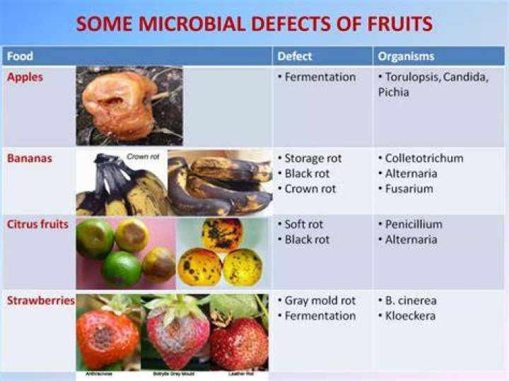 Do spoilage bacteria have any use