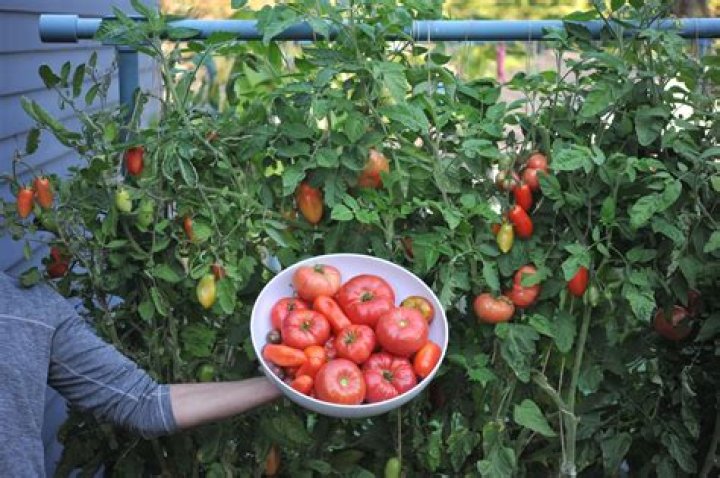Do tomatoes like lime