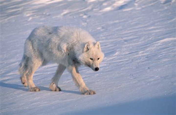 Do wolves live in the South