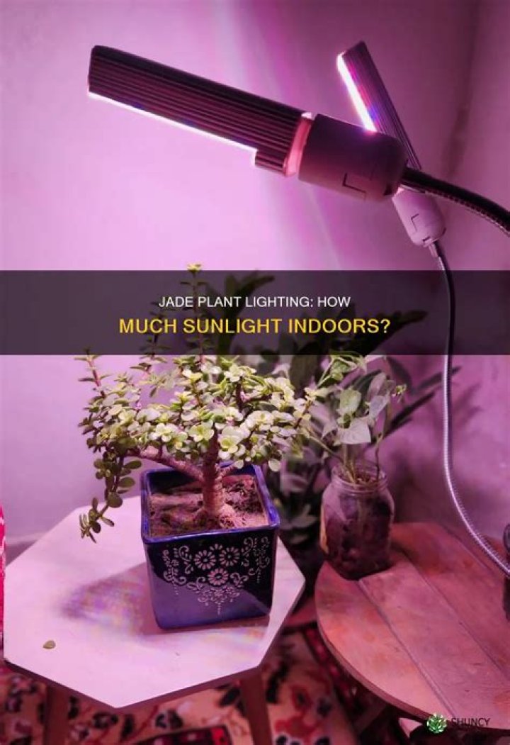 Does a jade plant need light