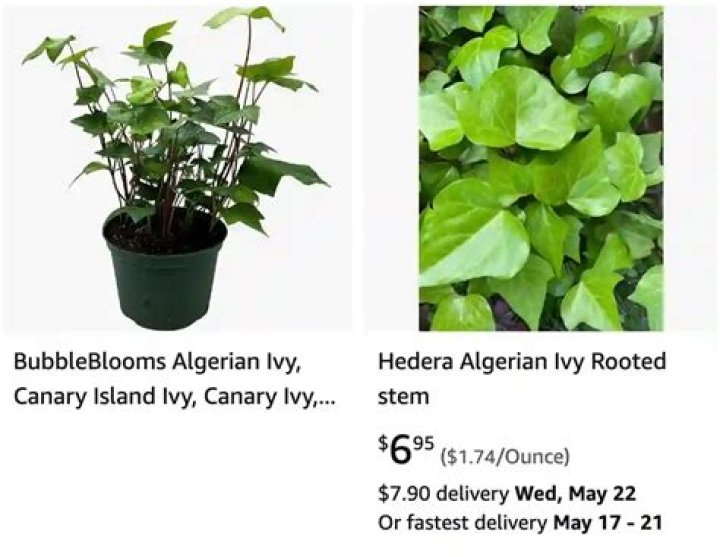 Does Algerian ivy climb