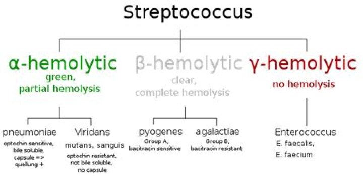 Does Alpha hemolytic strep cause UTI