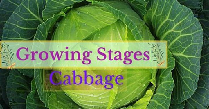 Does cabbage grow in summer