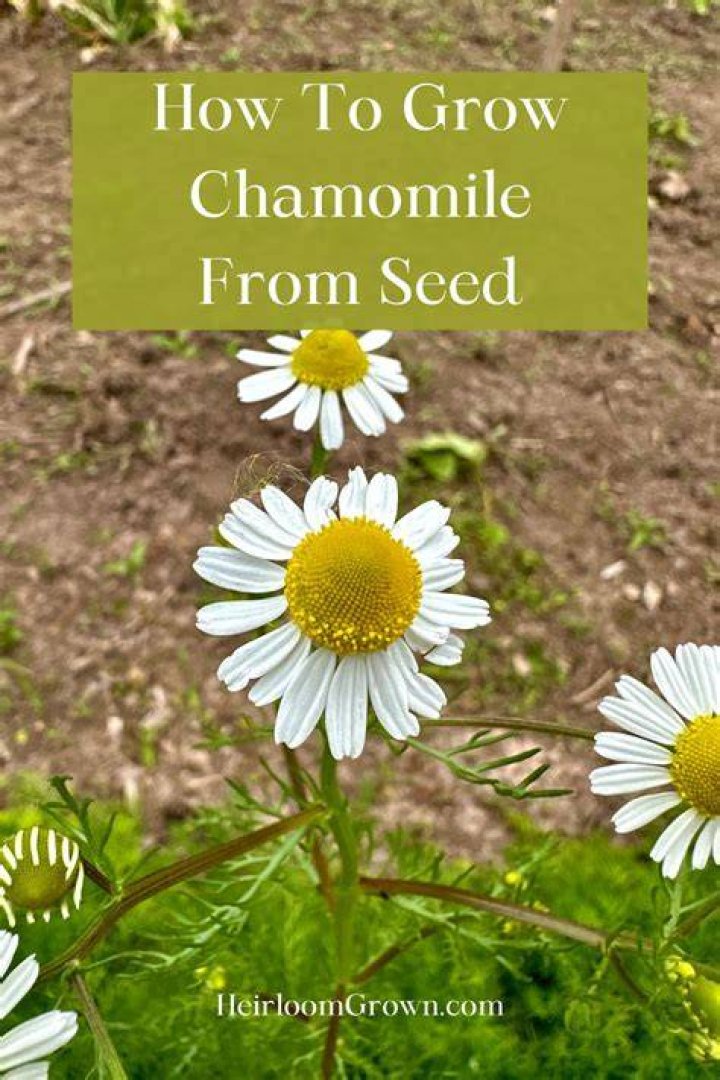 Does chamomile grow in Colorado