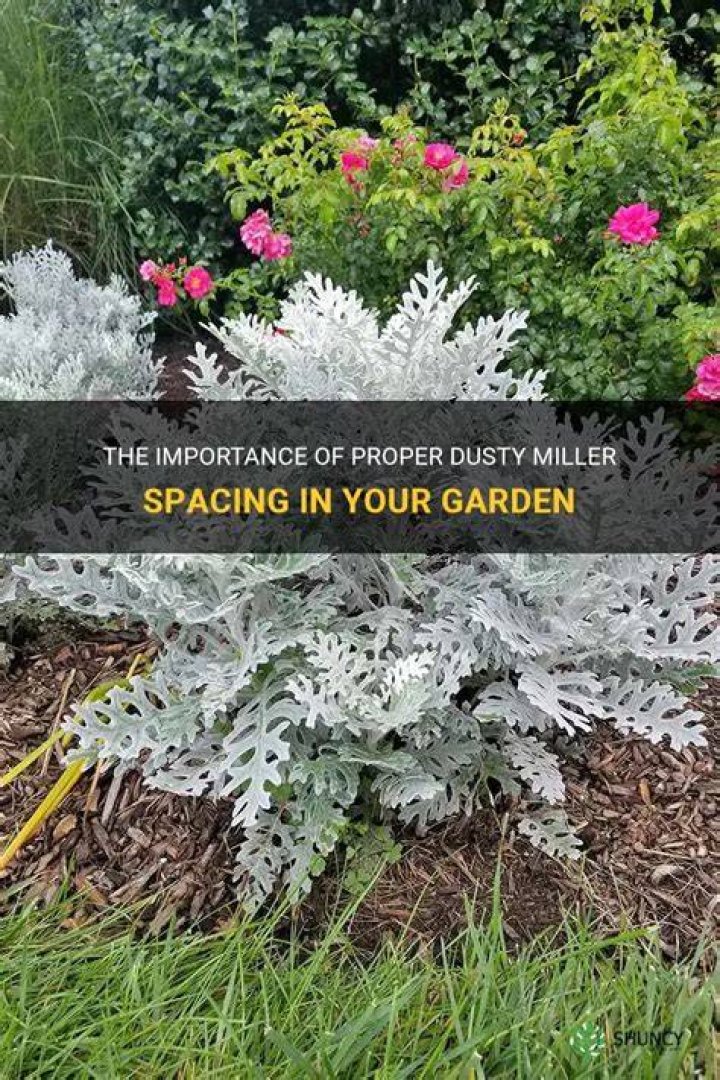 Does Dusty Miller spread