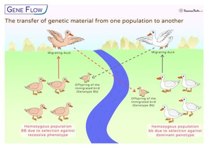 Does genetic drift give survival advantage