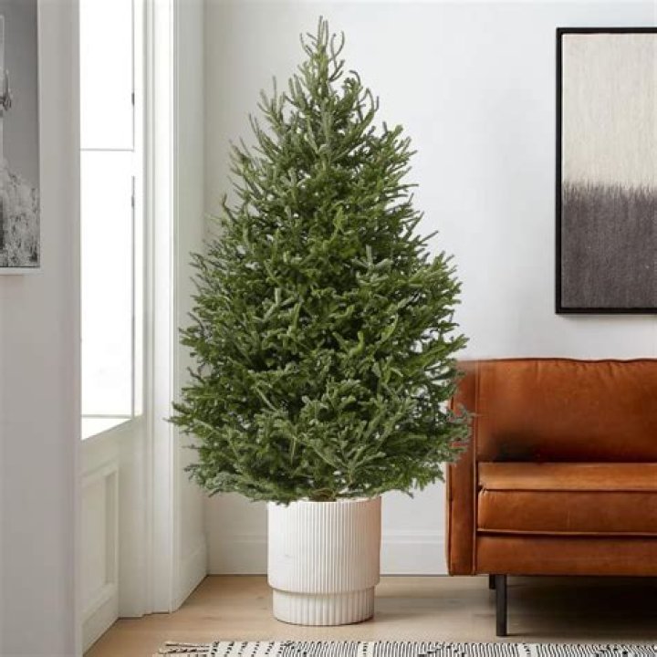 Does Home Depot have potted Christmas trees