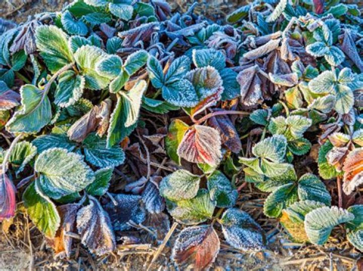 Does it help to cover plants in a freeze