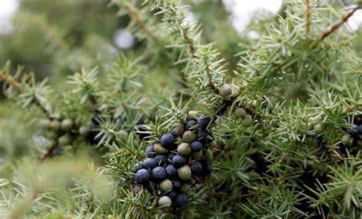 Does Juniper grow in Korea