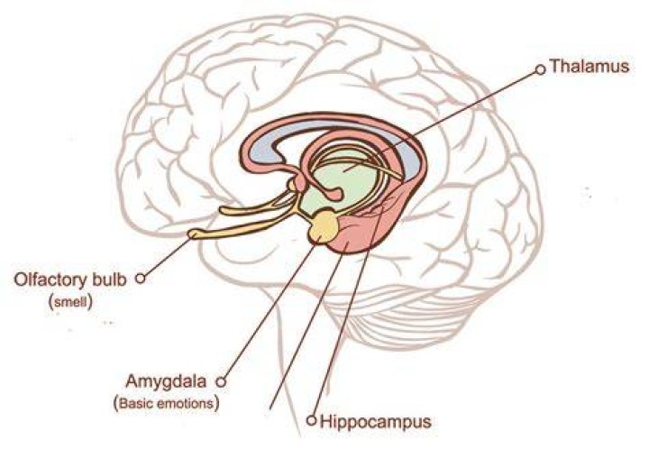 Does olfaction go through the thalamus