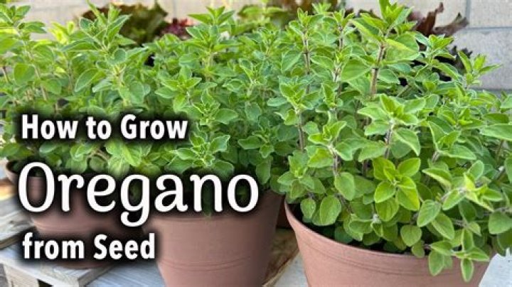 Does oregano have deep roots