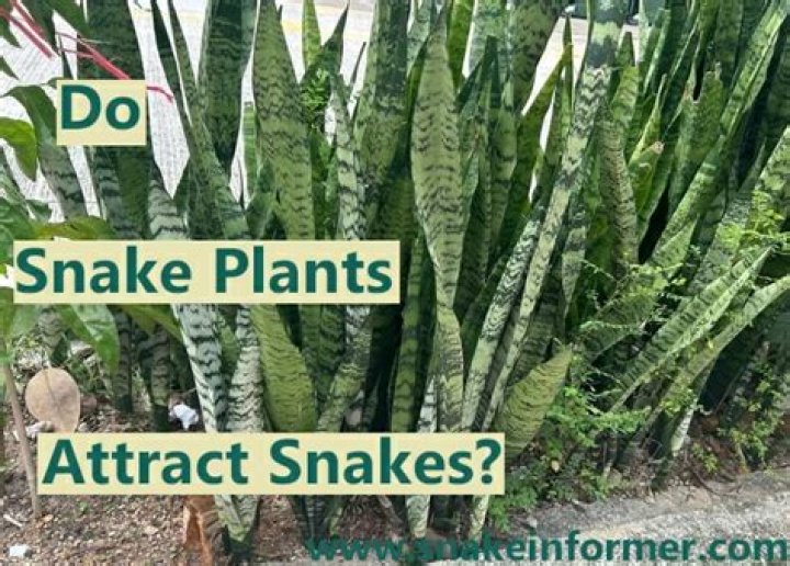 Does snake plant attract snakes