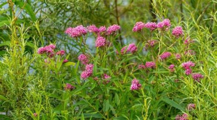 Does swamp milkweed need full sun