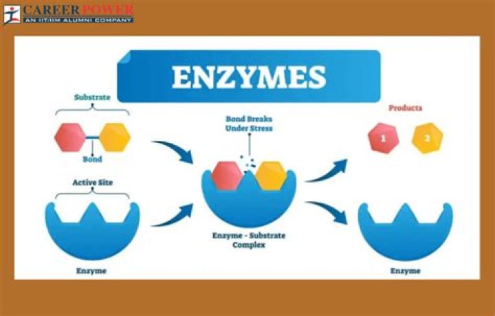 How are enzymes set up with jest