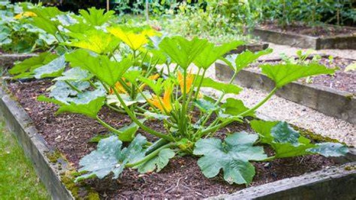 How big do Lebanese zucchini grow