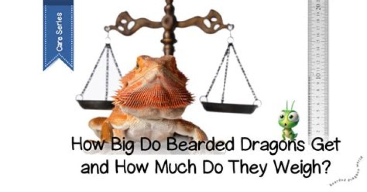 How big do Xerographica get
