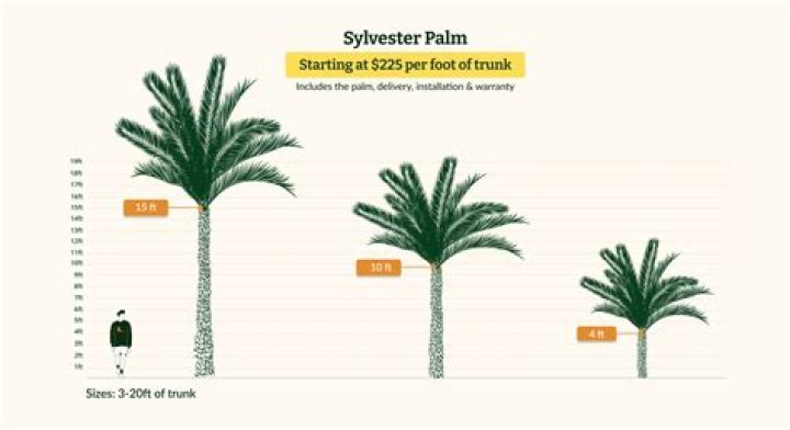 How big is a 15 gallon palm tree