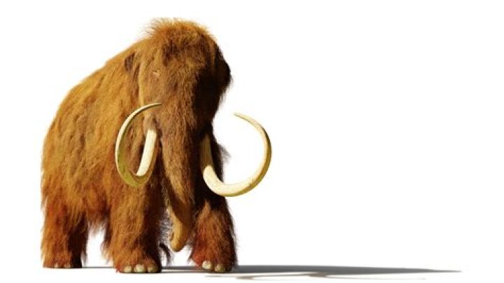 How big is a mammoth jack