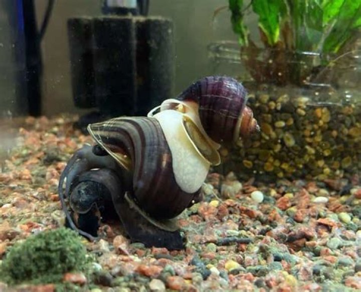 How big of a tank does a mystery snail need