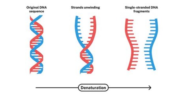 How can double stranded DNA be denatured