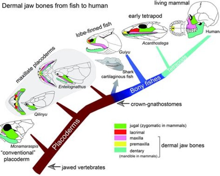 How did the vertebrate jaw evolved