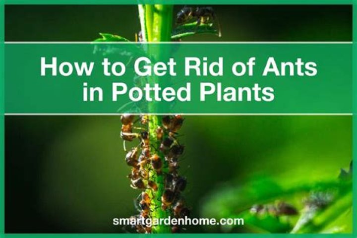 How do I get rid of ants on my pumpkin plants