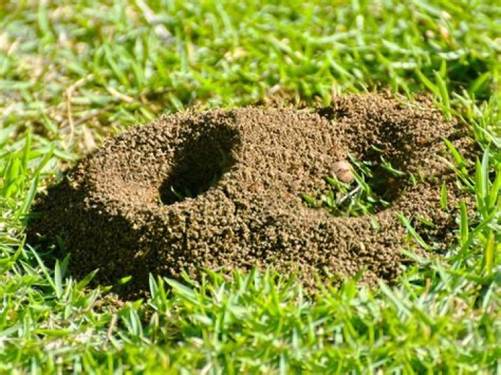How do I get rid of ants permanently UK