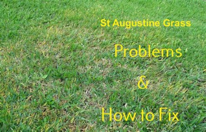 How do I get rid of bald spots in my St Augustine grass