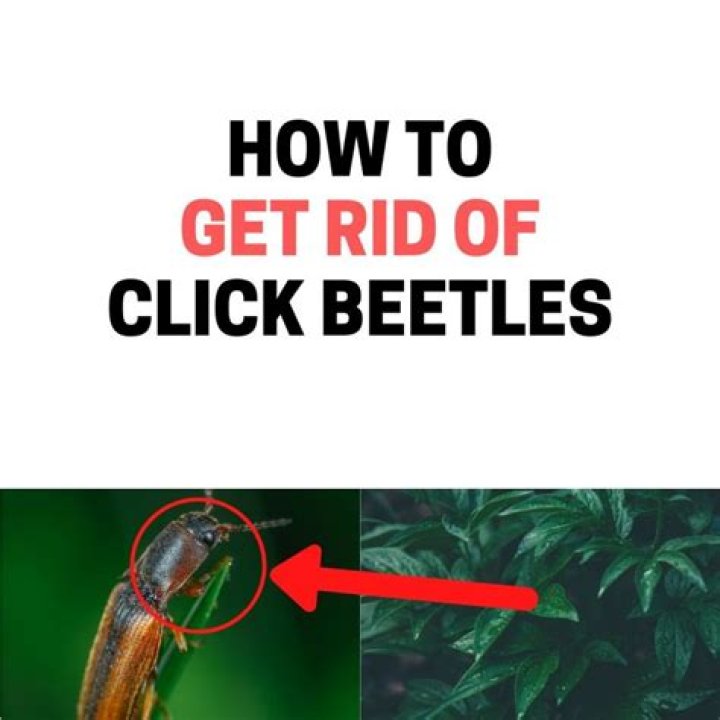 How do I get rid of click beetles
