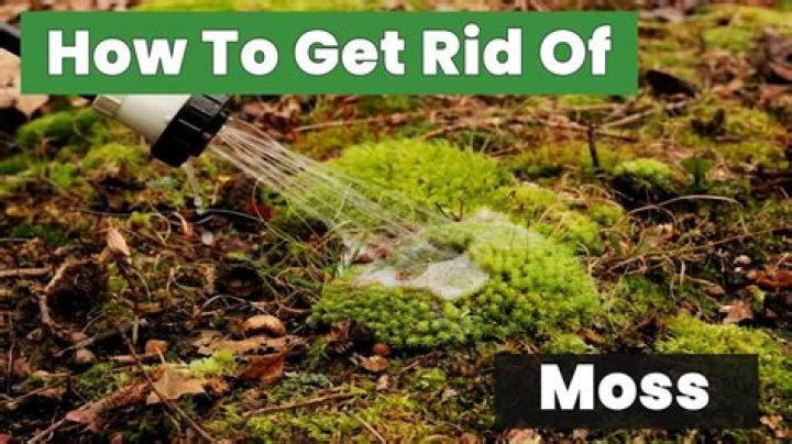 How do I get rid of moss in my greenhouse