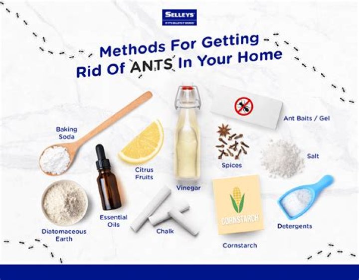 How do I get rid of small ants in my apartment