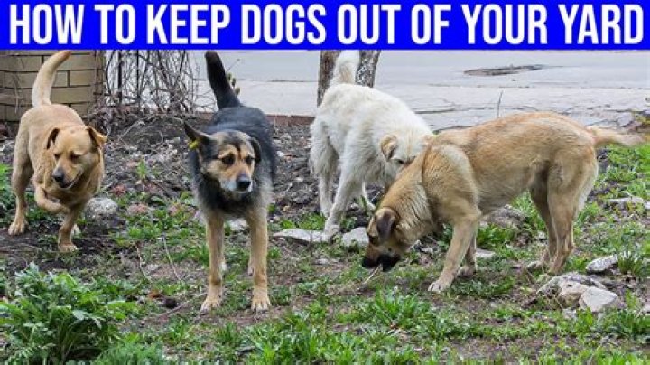How do I keep my dog out of the borders of the garden