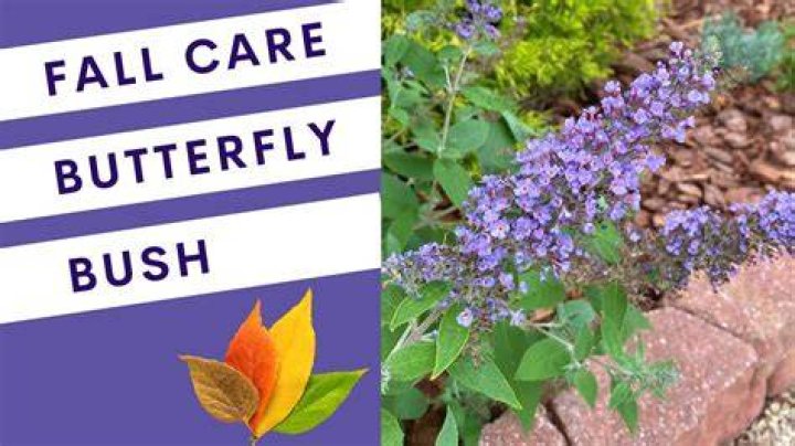 How do I protect my butterfly bush in the winter