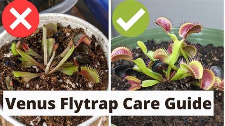How do I repot my Venus Fly Trap
