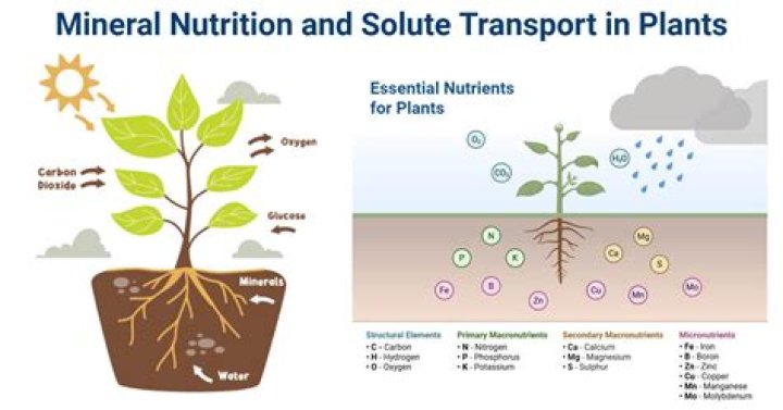 How do mollusks transport nutrients