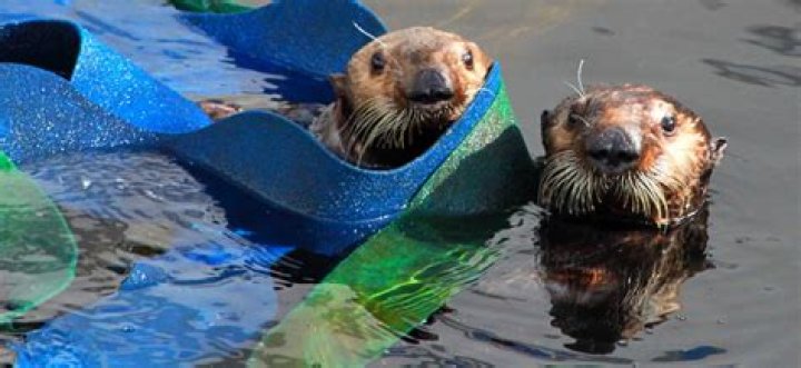 How do people help sea otters