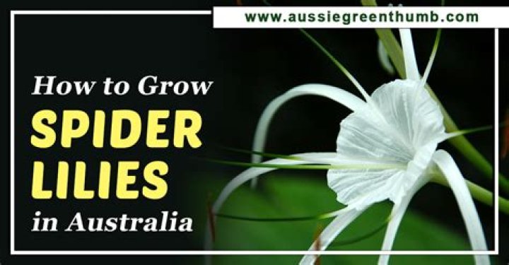 How do spider lilies grow