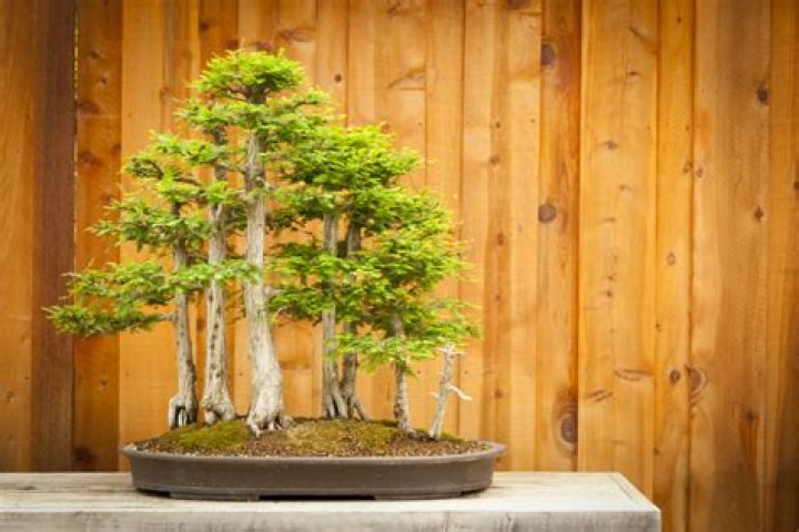 How do you bonsai a bald cypress