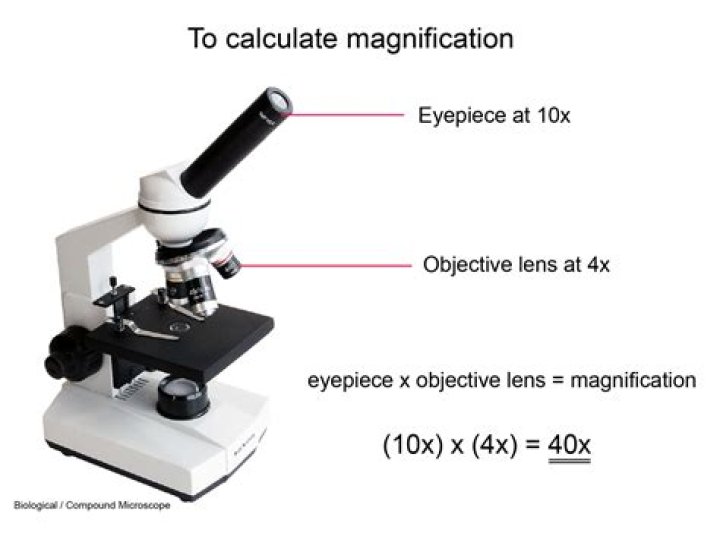 How do you calculate the magnification of a dissecting microscope
