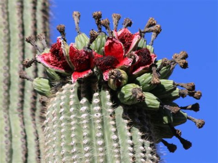 How do you care for an organ pipe cactus