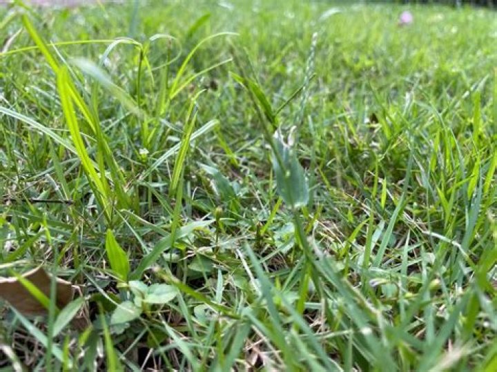 How do you control weeds in Zoysia grass