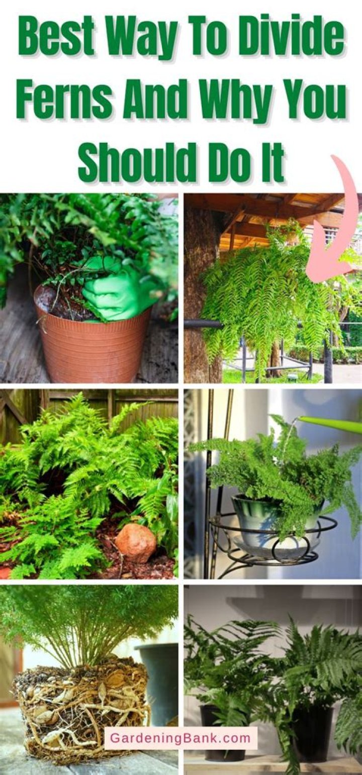 How do you divide holly ferns