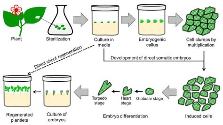 How do you do micropropagation