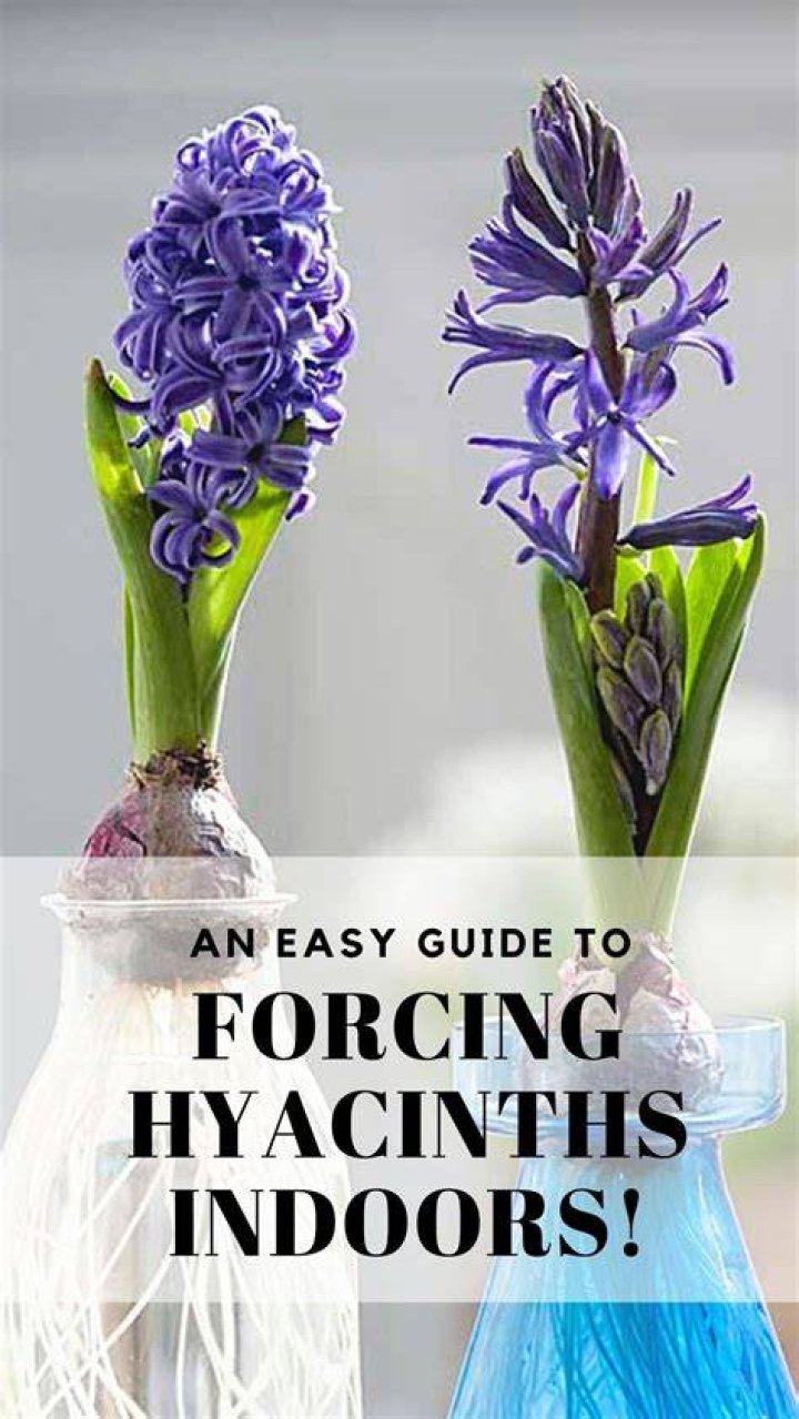 How do you force a hyacinth bulb indoors
