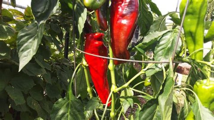 How do you freeze giant Marconi peppers