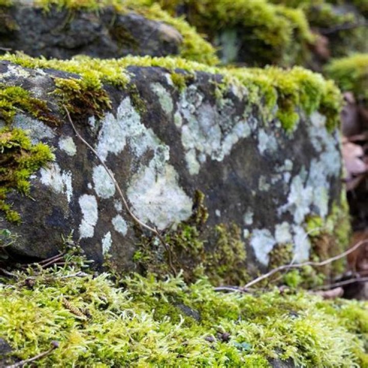How do you get lichens to grow on rocks