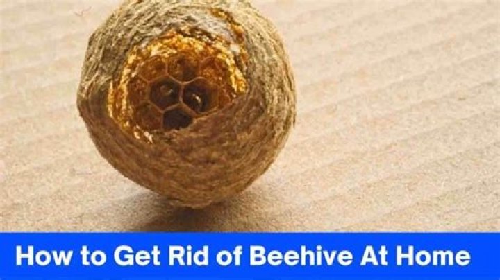 How do you get rid of a beehive underground