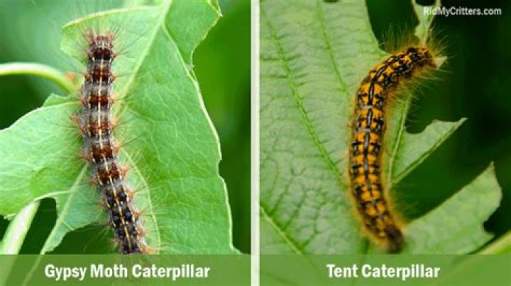 How do you get rid of a caterpillar nest in a tree