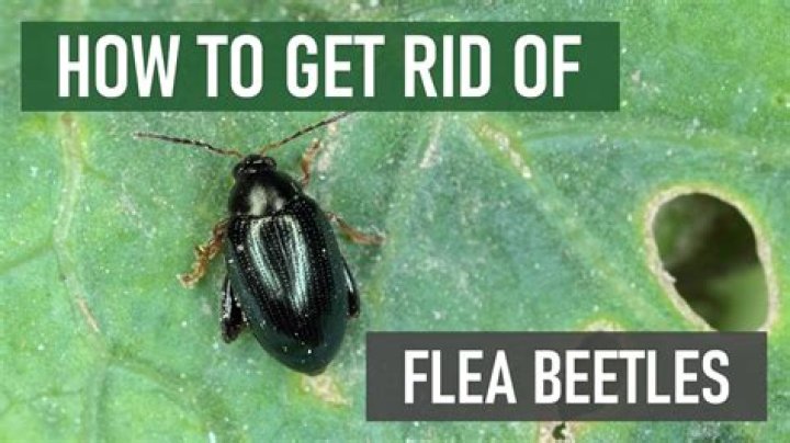 How do you get rid of beetles naturally